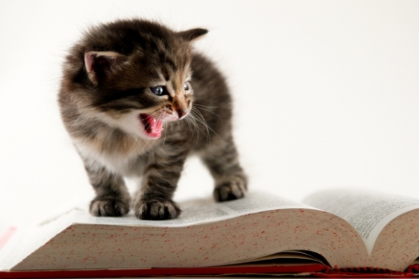 cats-and-books